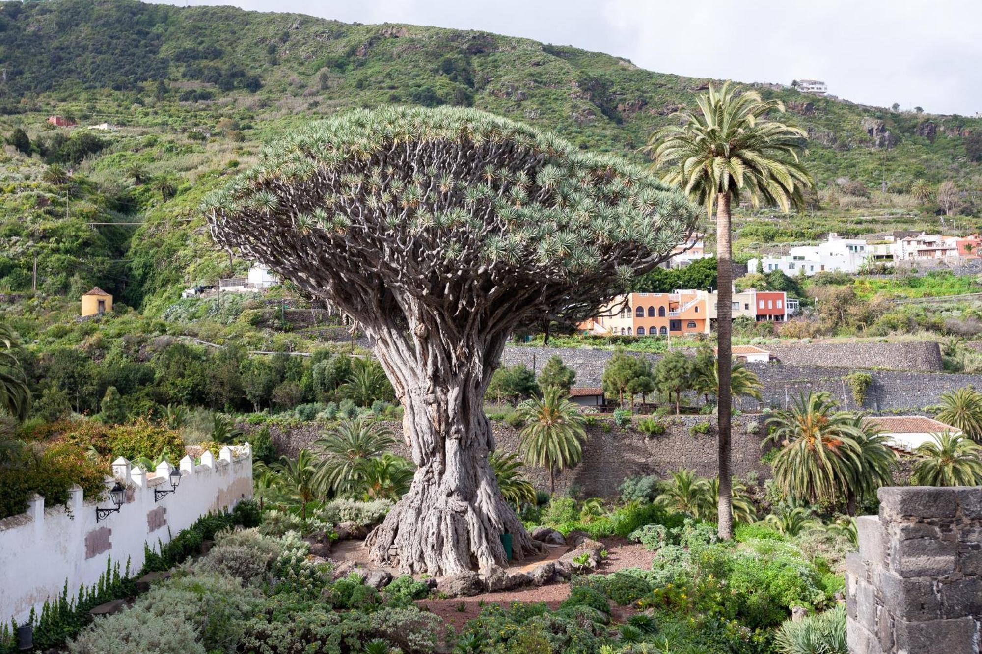 Cozy Seafront Studio With Balcony & Ocean Views San Marcos (Tenerife) Exterior foto
